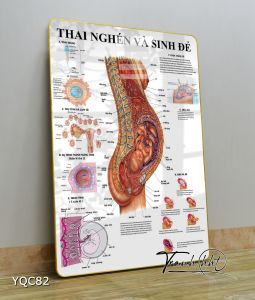 Tranh phụ khoa tranh phụ sản Tranh Y khoa cấu tạo quá trình hình thai nhi và sinh đẻ tráng gương treo tường YQC82