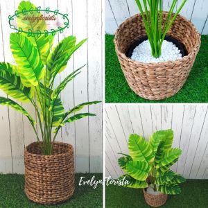 Pohon Daun Musa Florida X18 Semi Latex Artificial Pot Dasar Cover Eceng Gondok Tanaman Hias Pajangan Ruang Tamu Aesthetic