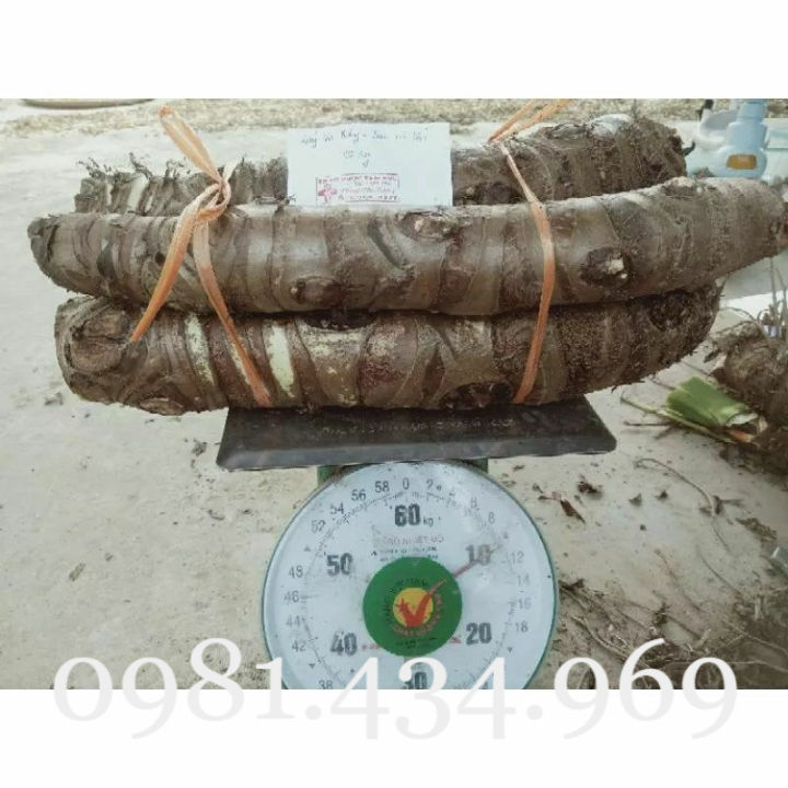 Củ Ráy Ngứa (Bạc Hà Núi) Rừng Già 05KG Đẹp | Lazada.vn