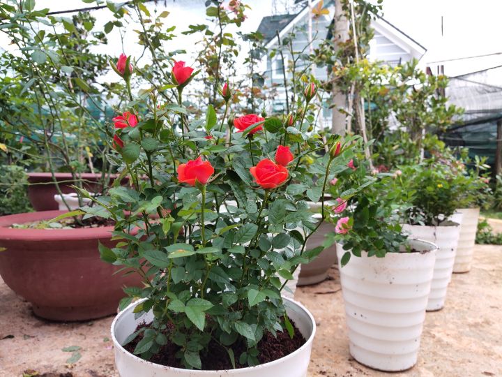 Ch%E1%BA%ADu%20hoa%20gi%E1%BB%91ng%20h%E1%BB%93ng%20si%C3%AAu%20n%E1%BB%A5%20Fatima%20%C4%90%C3%A0%20L%E1%BA%A1t%20-%20c%C3%B3%205%20m%C3%A0u%20c%E1%BB%B1c%20r%E1%BB%B1c%20r%E1%BB%A1.%20Cung%20c%E1%BA%A5p%20b%E1%BB%9Fi%20Lafa%20Garden%20%C4%90%C3%A0%20L%E1%BA%A1t%20-%20Image%204