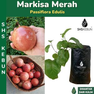 Anak Pokok Passion Fruit Plant Pokok Markisa Merah Pokok Buah Buahan Passiflora Edulis Pokok Hidup SHS Kebun