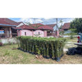 Pokok buluh Pagar / pelenting thai murah. 