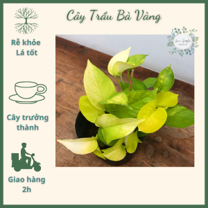 Cây Trầu Bà Vàng leo (cây cao 10 - 20cm) cây phong thủy mini để bàn treo tường cây cảnh trồng trong nhà trang trí nội thất văn phòng giá rẻ Vườn Của An