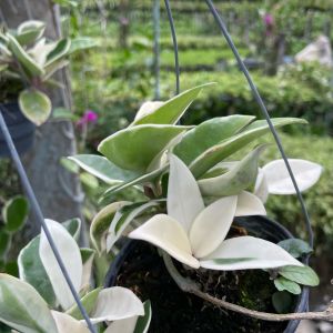 โฮย่าคาโนซ่า(ใบด่าง) โฮย่าสุดฮิต แถมกระถาง 4 นิ้ว