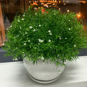 矮生夏堇种子四季播种开花春季室内阳台盆栽花草花卉种子庭院花子