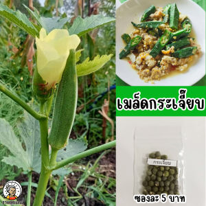 เมล็ดพันธุ์กระเจี๊ยบเขียว ซองละ 5 บาท