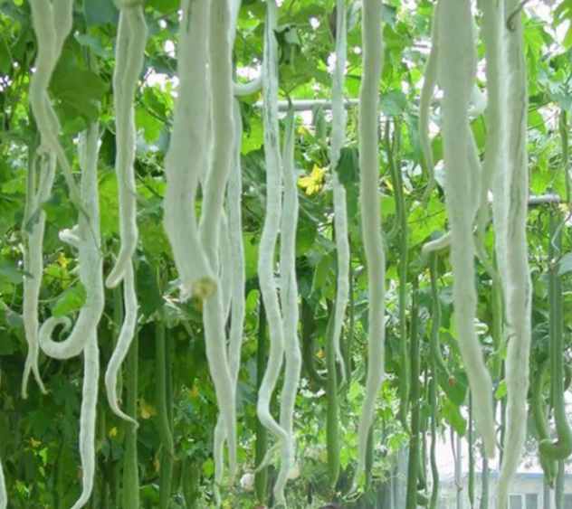 Rare Snake Gourd Bean Vegetable Seeds ( 4 seeds ) - Basic Farm House ...