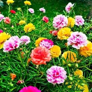 moss rose vietnam rose 90pcs
