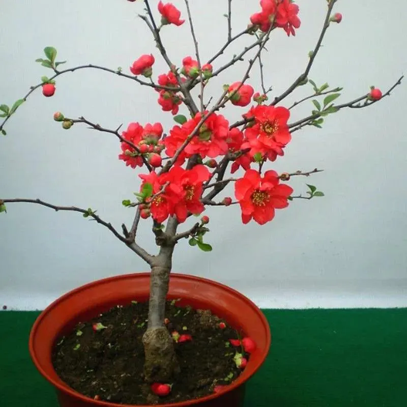 bio bambus zahnbürste Bamboo Zahnbürste 100% Bio Schwarz – Zubzdra