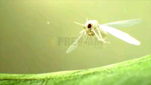 เจาะเกราะ100CC