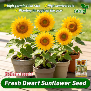[Selected Seeds 5pcs] 100% Authentic Dwarf Sunflower Seeds for Planting Flowers Sunflower Plant Seeds Ornamental Potted Sunflower Live Plants Bonsai Flower Seeds for Gardening Sunflower Flowering Plant Seeds for Garden Decor Indoor Plants Seeds