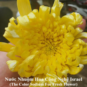 Dung Dịch Nhuộm Hoa tươi Đổi 10 Màu (Combo 10 chai x 10 màu) theo Công Nghệ Israel giúp hoa nhuộm đổi màu theo ý muốn – The Color Sodium for Fresh Flowers