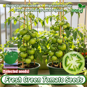 (Fast Growing 100pcs)Legit Giant Green Tomato Seeds for Planting Vegetables Plants Hybrid Big Tomatoes Seeds Organic Vegetable Seeds for Pot Gardening Floradade Seeds Indoor Potted Tomato Live Plant Seeds Bonsai Veggie Seeds Easy To Grow Vegetables Plants
