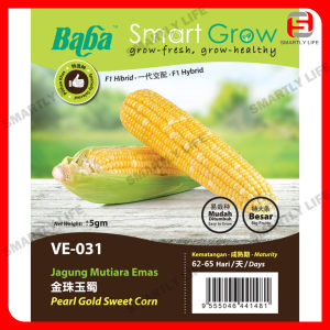 Baba Smart Grow Seed: VE-031 F1 Pearl Gold Sweet Corn 金珠玉蜀 Jagung Mutiara Emas Biji Benih [Hot Selling!] Seeds
