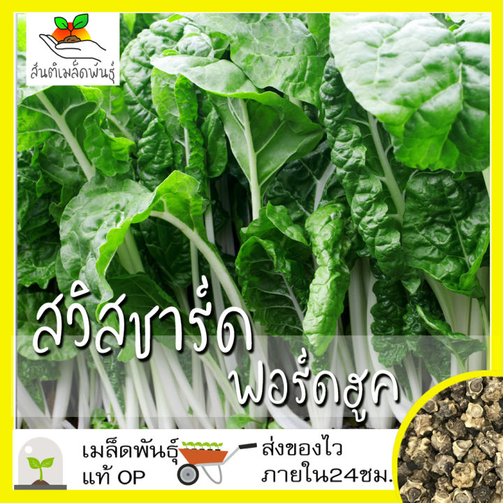 เมล็ดพันธุ์สวิสชาร์ดฟอร์ดฮูค 100 เมล็ด