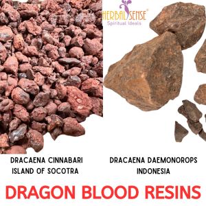 SI Dragon’s Blood Resins Dracaena cinnabari & Dracaena Daemonorops