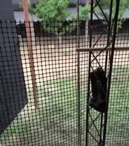 Net For Chicken Farm 4FT Height Lambat Cchicken Net Plastic Garden Net 3.5cm Aperture Free Tie