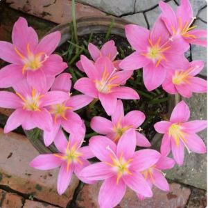 Bộ 20 củ giống hoa huệ mưa - dễ trồng hoa nở quanh năm - FlowerSeeds