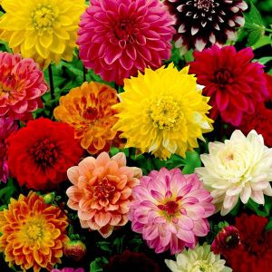 (Gói 100 hạt)Hoa Thược Dược cao