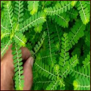 Stone Breaker Seeds (Phyllanthus niruri) also known as Chanca Piedra