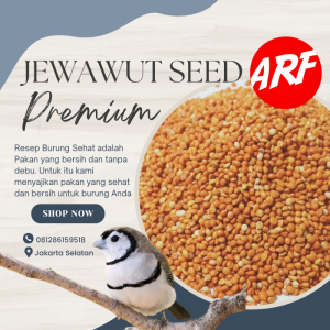 Pakan Burung Biji Jewawut Biji Kunyit Premium Untuk Kenari Finch Lovebird Perkutut 1 Kg