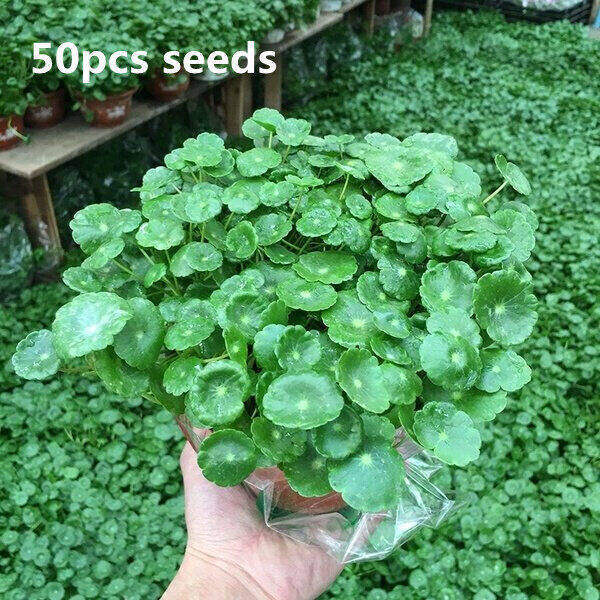 50pcs bag Copper coin grass cold water flower indoor and outdoor