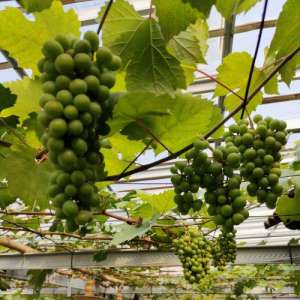 bibit anggur import tamaki cepat berbuah hasil grafting
