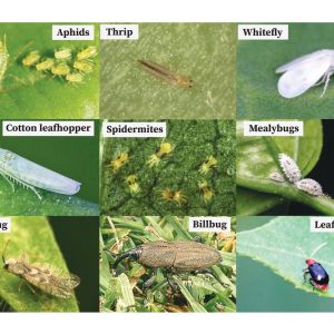 Oshin 1gr 10kg Wholesale Harga Borong Dinotefuran 1% Racun serangga Insecticide