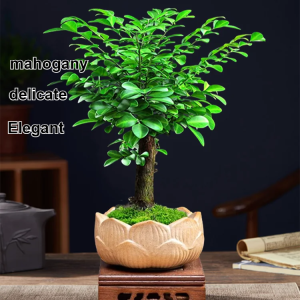 Rare Zen Small-Leaf Rosewood  Elegant Zen Mindful Craftsmanship High-Quality Teak Wood Furniture Meditation Home Decor
