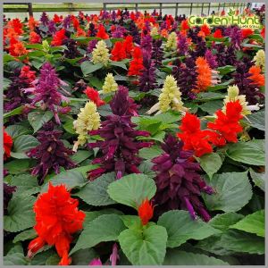 Flowers & Ornamental Seeds Botanically Multiple Choices of Vegetable Flowers & Ornamental Seeds