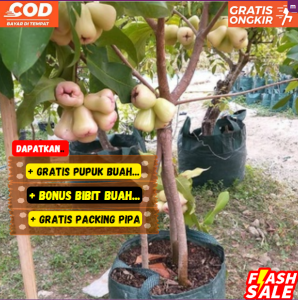 Bibit / Pohon Jambu Air Madu Super Unggul Cepat Berbuah / Sudah Berbunga