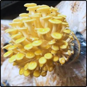 Phôi nấm Hoàng Kim ( Kiện 06 bịch)