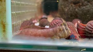 Ultraman Fish/Omobranchus Fasciolatoceps/Rare /Freshwater 奥特曼青蛙/活鱼(Sin Quan Aquaculture Enterprise)