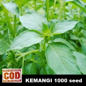 BIG SALE - 1000 bibit / benih / biji KEMANGI seeds sayur - biji kemangi / benih kemangi - TOKO RANITASHOP GROSIR