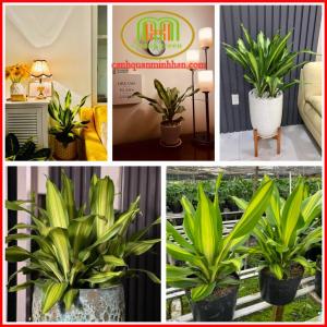 Cây phát tài sọc vàng lá to thu hút tài lộc thể hiện sự phú quý giàu sang và quyền lực  Minh Hân Garden