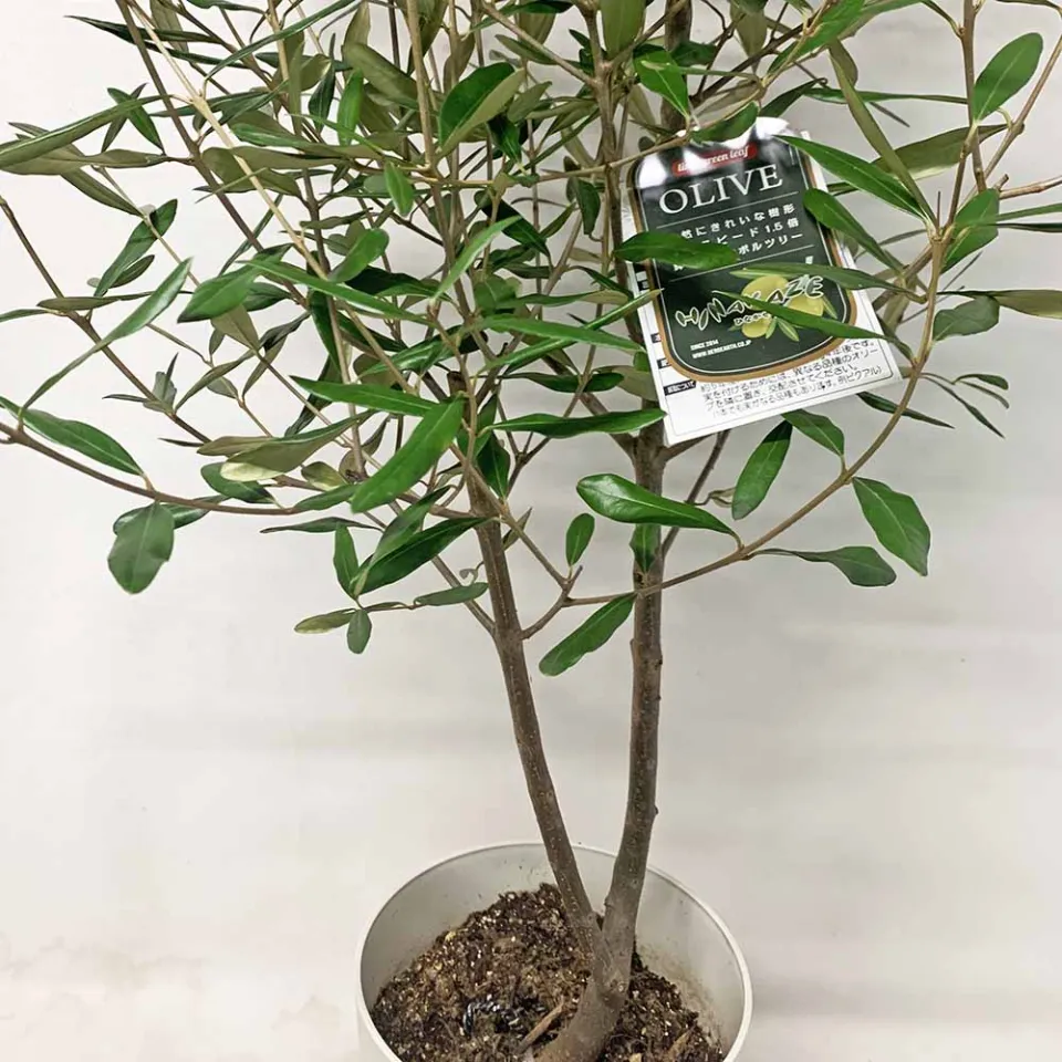 Planteasy880 1-2m JAPAN OLIVE TREE Free Delivery SG | Lazada Singapore