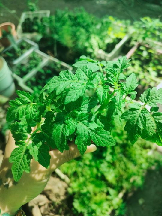  tiny tim tomato 