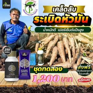 ชุดระเบิดหัวมันสำปะหลัง ชุดเล็ก โฟร์ทรี 1 ซอง+แบล็คเล็ก 250ml. 1 ขวด ช่วยเร่งขยายหัว สารเสริมประสิทธิภาพพืชสูตรอิออน ช่วยเพิ่ม%น้ำยาง เพิ่มค่าแป้ง ป้องกันโรครากเน่าโคนเน่า ท่อน้ำเลี้ยงเน่า ป้องกันเชื้อรา เร่งหัวมันสำปะหลัง จากอิสราเอล ของแท้ 100%