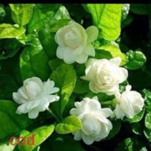 bibit bunga melati tumpuk