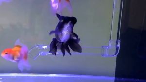 1 cái ống acrylic trong suốt dài 50cm OD 16~110mm phụ kiện bể cá ống cấp nước plexiglass