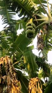 หน่อกล้วยน้ำว้ายักษ์ #สินค้ามีเพียง100ชุดเท่านั้นเดือนนี้