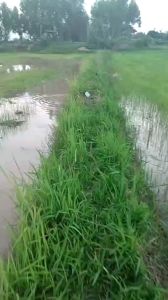 41 บ่วง ดักนก แถมกระดิ่ง กระดิ่งงานเกรด 41 บ่วง