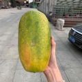 50 Seeds Sweet Cream Papaya Seeds Bonsai Papaya Seeds for Planting Vegetable Plants Dwarf Papaya Seeds Heirloom Variety Red Baby Papaya Plant Seed Papaya Fruit Seeds Papaya Tree Seeds Bonsai Tree Live Plant Dwarf Fruit Trees Seedlings Vegetable Plants. 