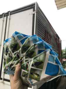 Combo 5 Gói Cám Hút Mật Ốc Mít Lê Thịnh 100gr – Cám Chim Cao Cấp Cho Lông Mượt Hót Hay