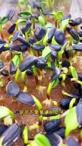 Double-petaled toy bear sunflower ornamental small sunflower plant drought and heat resistant suitable for balcony potted plants