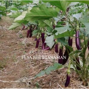 TERONG UNGU SUPER SIAP TANAM(pembelian 5 pohon dapat 6 pohon)