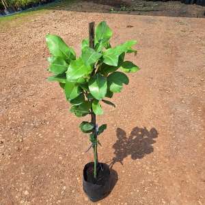 ต้นส้มโอแดงทับทิมสยาม เนื้อสีแดง ต้นเสียบยอด