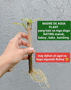 MADRE DE AGUA BUY 4+2 ROOTED AND CUTTINGS