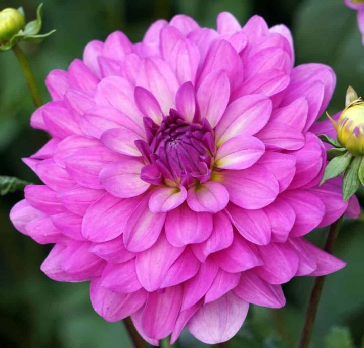 30 เมล็ด ดอกไม้ ดอกรักเร่ ดาห์เลีย Dahlia Seeds สายพันธุ์ Bluetiful ...