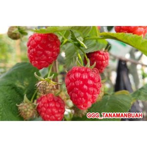 Bibit Raspberry jumbo Merah cepat berbuah